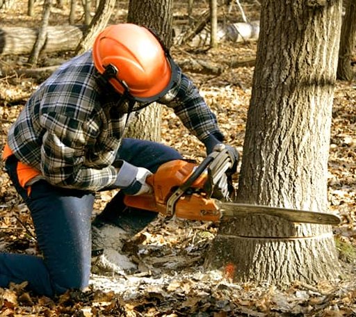 Tree Removal in Dry Fork, VA